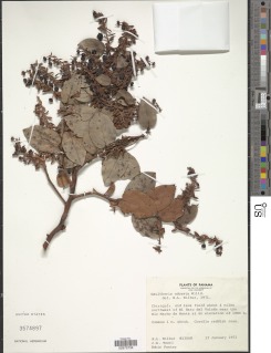 Image of Gaultheria odorata