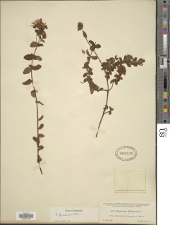 Hypericum oaxacanum image