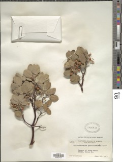 Arctostaphylos canescens subsp. canescens image