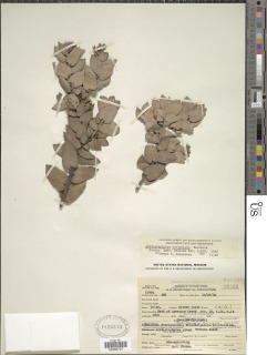 Arctostaphylos auriculata image