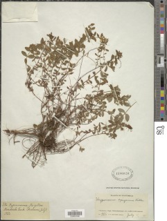 Image of Hypericum epigeium