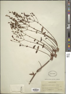 Hypericum annulatum subsp. intermedium image
