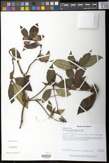 Image of Tristemma mauritianum