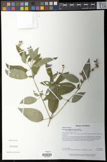 Image of Dupineta multiflora