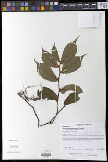 Image of Begonia elatostemmoides