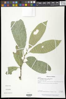 Image of Rinorea ilicifolia