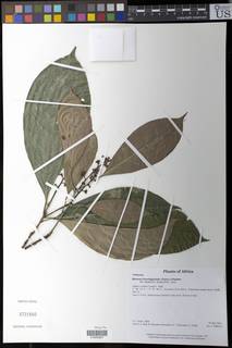 Rinorea brachypetala image