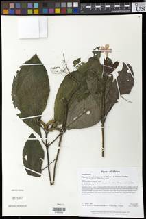 Physacanthus batanganus image