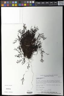 Hymenophyllum digitatum image
