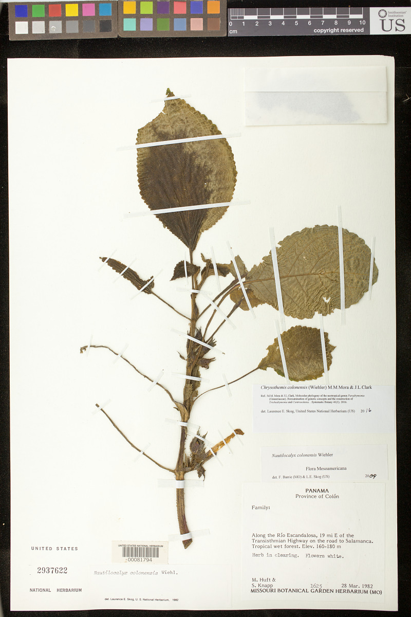 Chrysothemis colonensis image