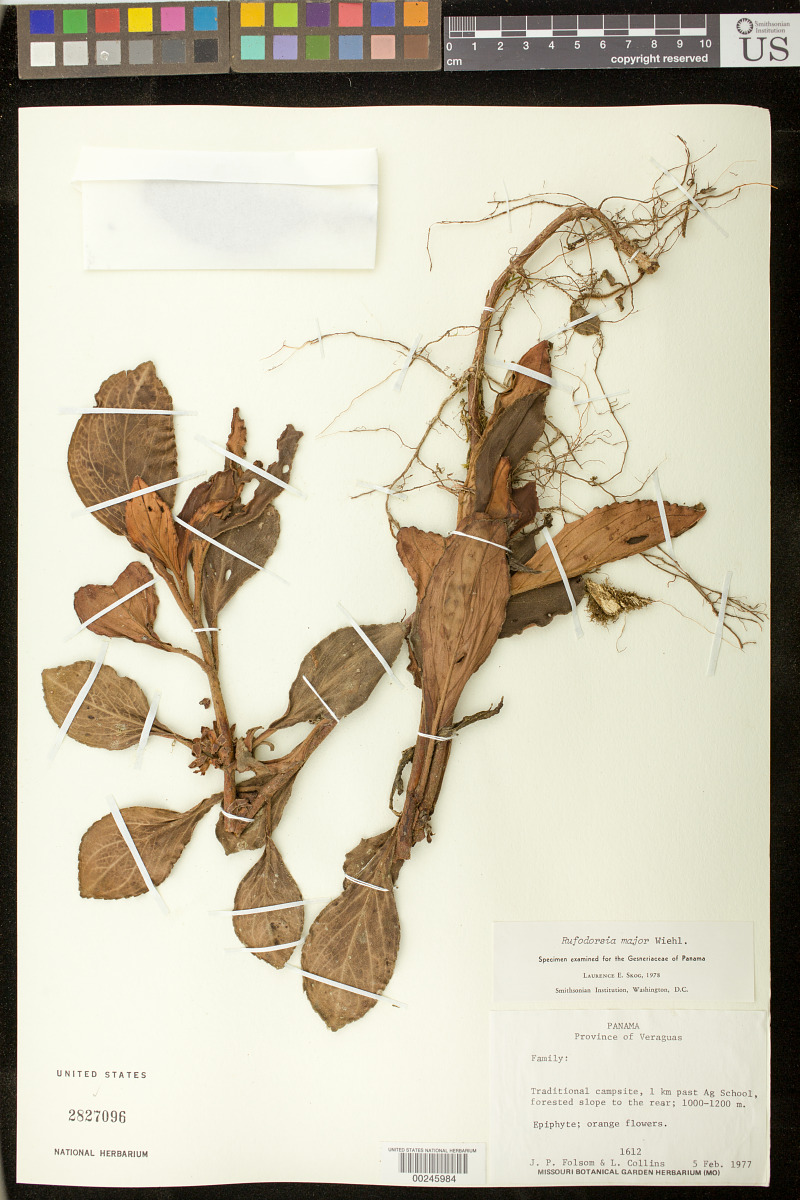 Rufodorsia major image
