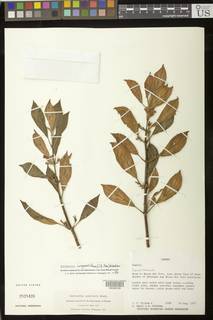 Rufodorsia congestiflora image