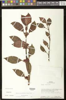 Rufodorsia cerricola image