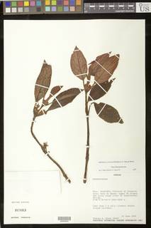 Rufodorsia cerricola image