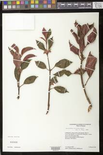 Image of Rufodorsia cerricola