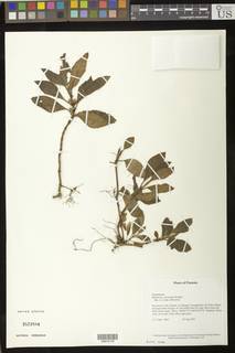 Rufodorsia congestiflora image