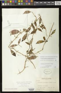Codonanthopsis crassifolia image