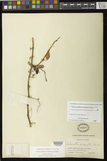 Codonanthopsis macradenia image