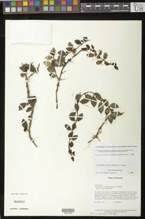 Codonanthopsis crassifolia image