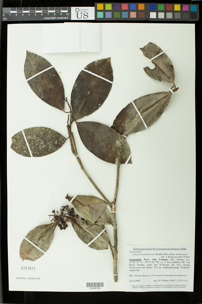 Stylogyne turbacensis subsp. turbacensis image