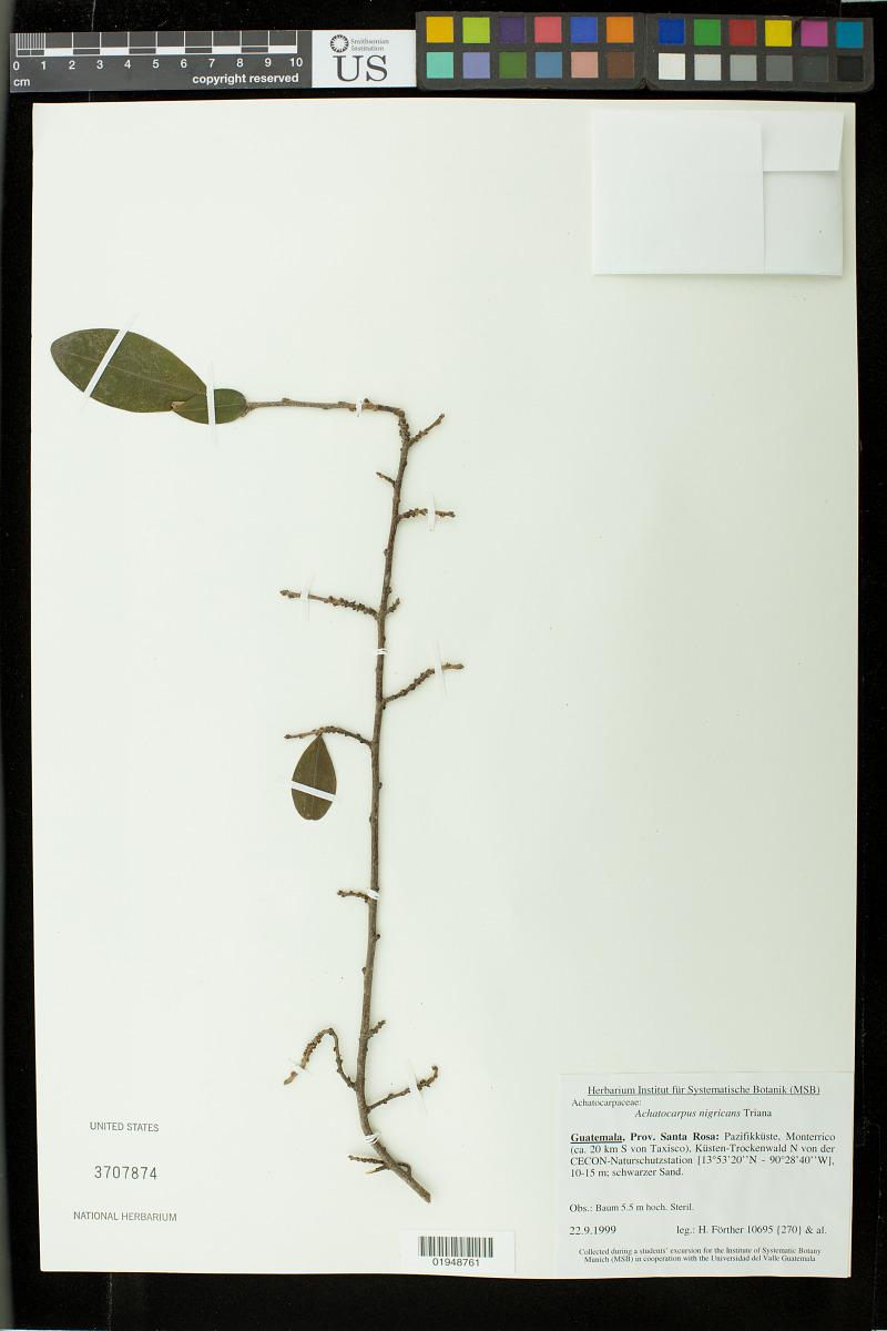 Achatocarpaceae image