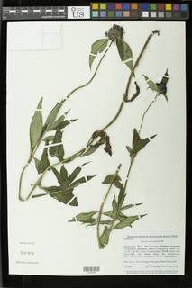 Crusea calocephala image