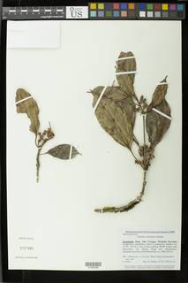 Blakea calycularis image