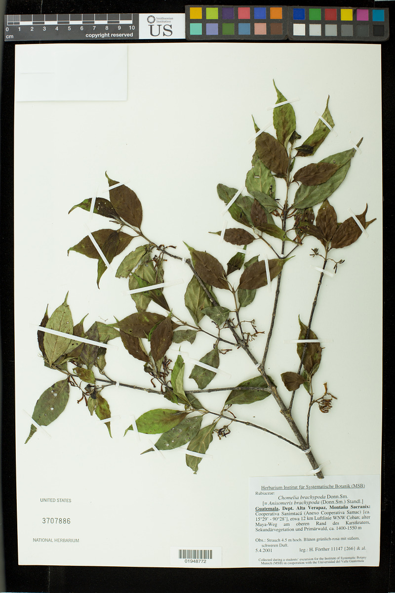 Chomelia brachypoda image