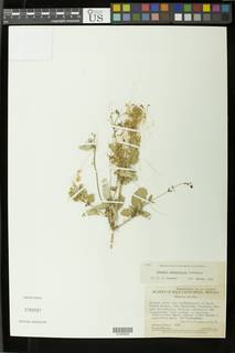 Cuscuta tuberculata image