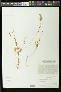 Image of Cuscuta tuberculata