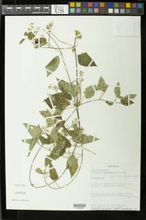 Image of Cynanchum guatemalense