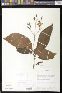 Monopyle grandiflora image