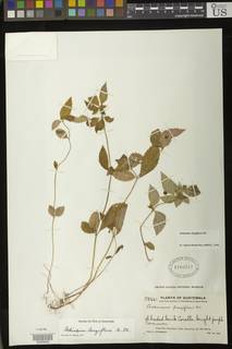 Achimenes longiflora image