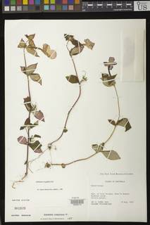 Image of Achimenes longiflora