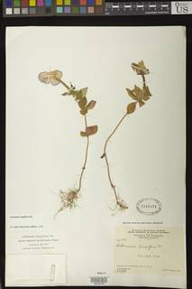 Achimenes longiflora image