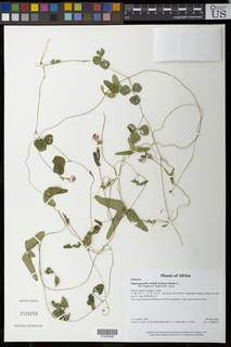 Vigna gracilis image