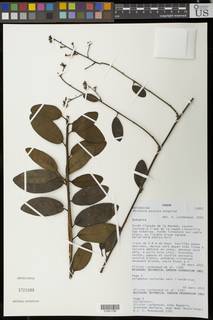 Image of Vernonia excelsa