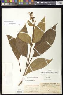 Image of Kohleria longifolia