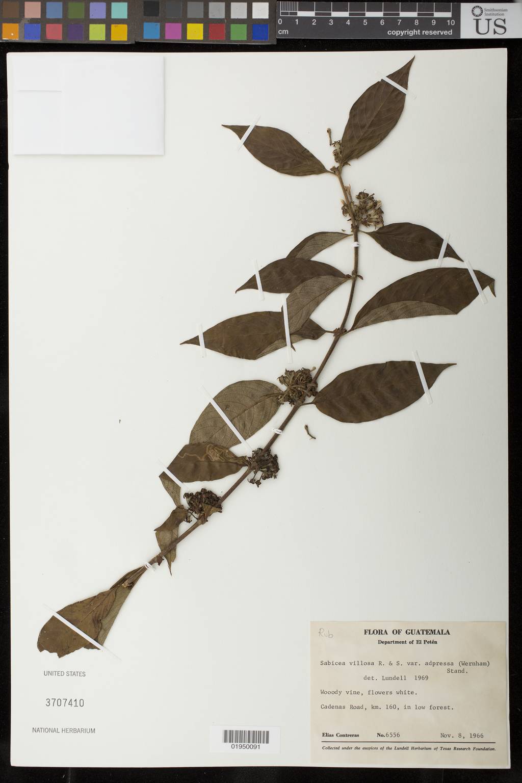 Sabicea villosa var. sellowii image