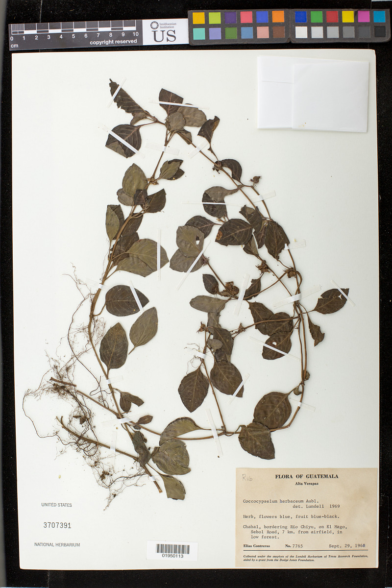 Coccocypselum herbaceum image