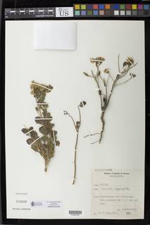 Image of Pulicaria argyrophylla