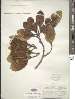 Calophyllum longifolium image