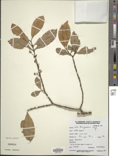 Garcinia kingaensis image