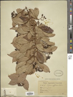 Vismia affinis image
