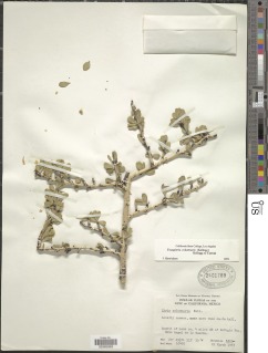 Image of Fouquieria columnaris