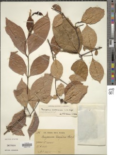 Psorospermum membranaceum image