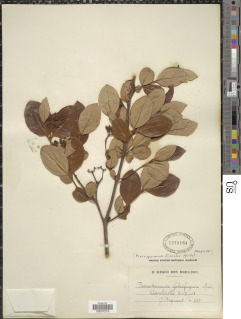 Psorospermum febrifugum image
