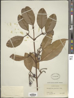 Image of Calophyllum rigidum