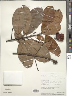 Pentadesma grandifolia image