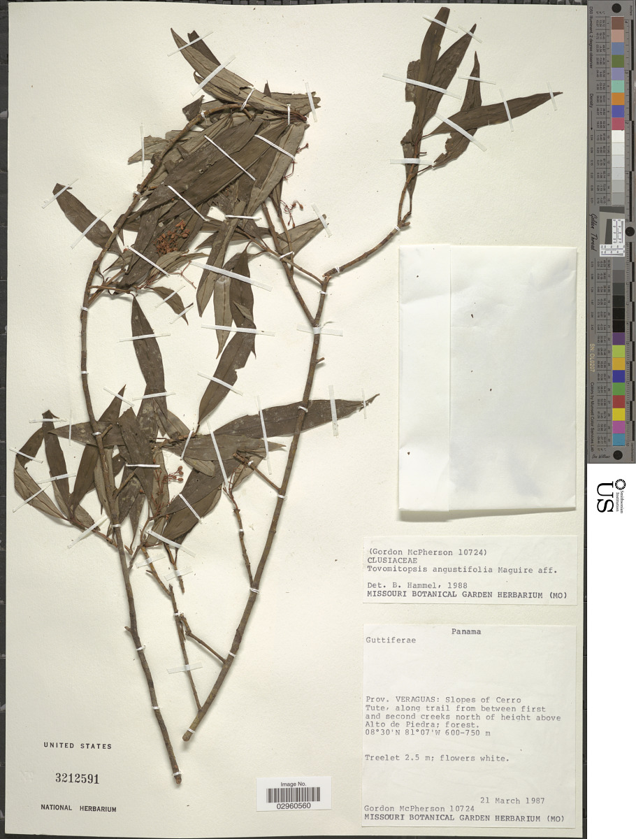 Chrysochlamys angustifolia image